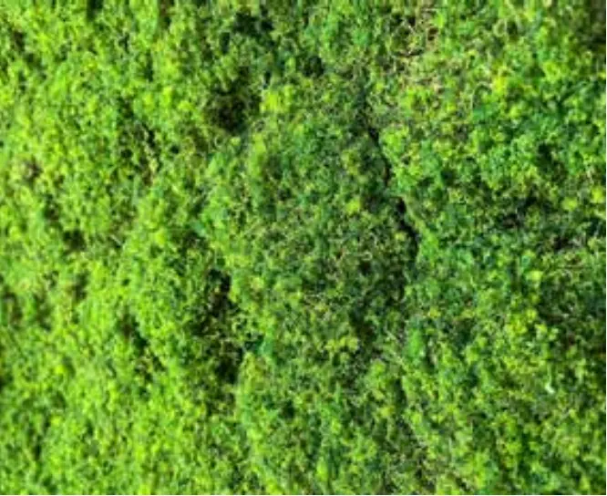 Pianta Moss SPC Neo Moss