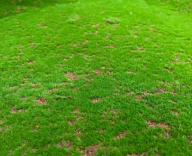 Radici Moss SPC Neo Moss