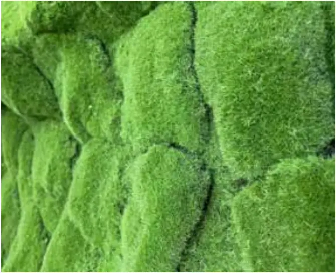 Ramo Moss SPC Neo Moss