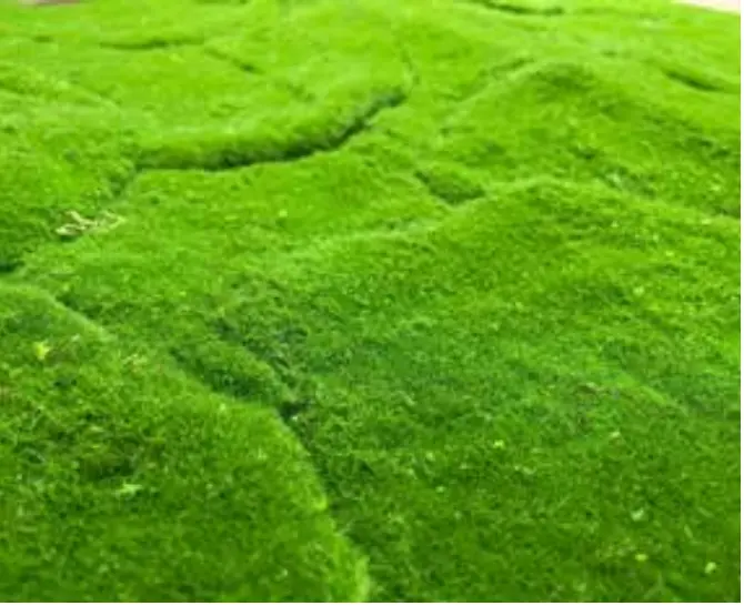 Stelo Moss SPC Neo Moss