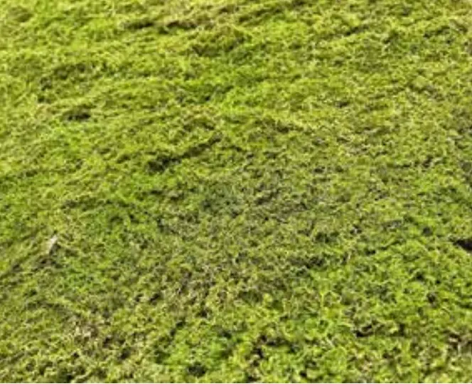 Tronco Moss SPC Neo Moss