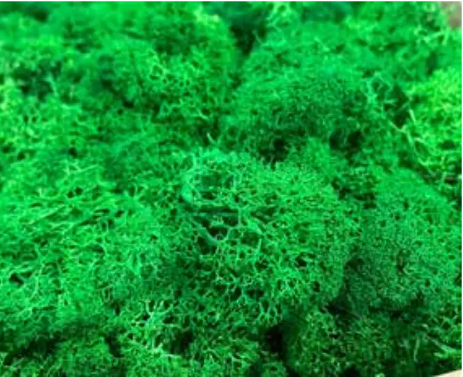 Petalo Moss SPC Neo Moss