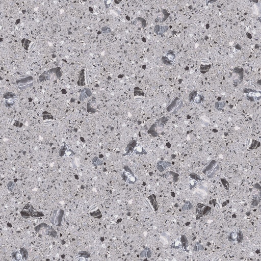Oglio Grey