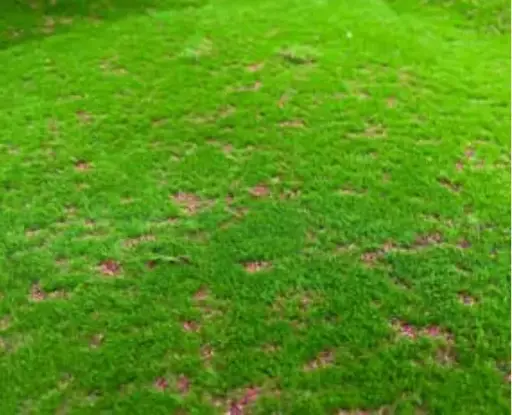 [NMRIM] Radici Moss SPC Neo Moss