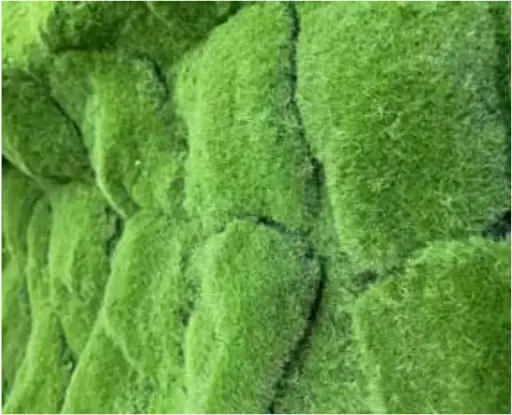 [NMRAM] Ramo Moss SPC Neo Moss