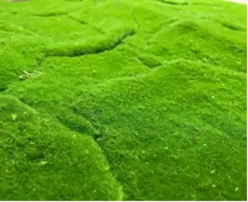 [NMSM] Stelo Moss SPC Neo Moss