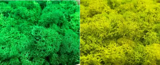 [NMPEM] Petalo Moss SPC Neo Moss